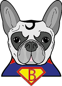 Superman bulldog