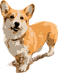 Welsh corgi